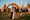 tipi image
